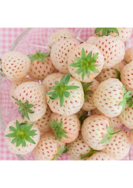 Beyaz Çilek Fidesi Pineberry