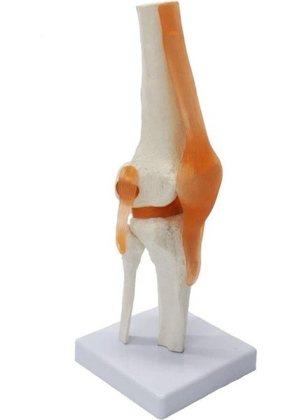 Omurga Diz Maketi Model 27