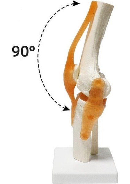 Omurga Diz Maketi Model 27 fiyatları