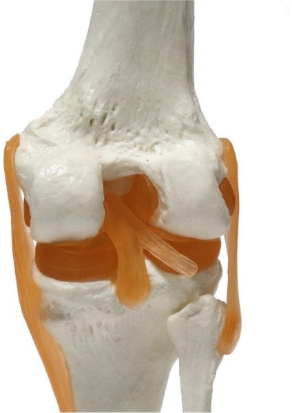 Omurga Diz Maketi Model 27 modelleri