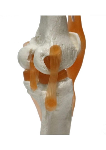 Omurga Diz Maketi Model 27 fırsatları