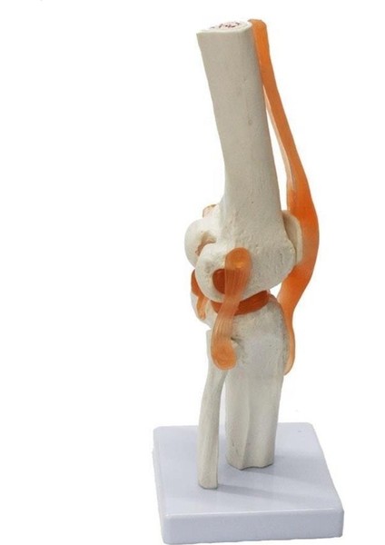 Omurga Diz Maketi Model 27 indirimleri