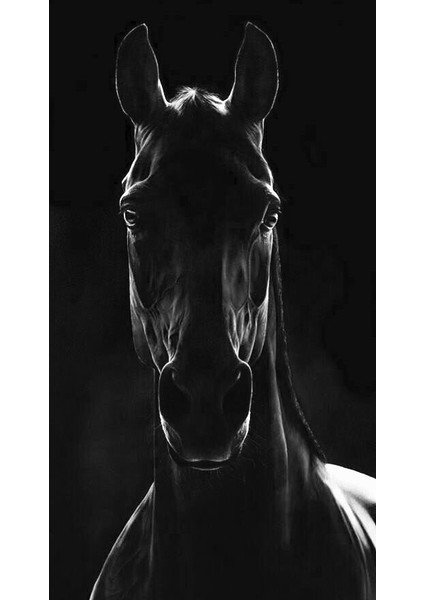 Kanvas Tablo Siyah At Temalı 82 modelleri