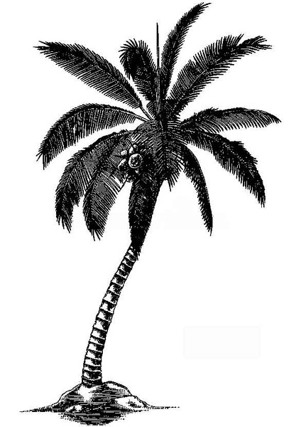 Kanvas Tablo Siyah Beyaz Palmiye 18 fiyatları