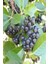 Viking Siyah Aronia Chokeberry Fidanı 5ADET 3