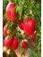 Devedişi Nar Fidanı / Tüplü / 50-70 cm ) 1