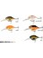 3D Crucian Crank 3,4 cm 3,4 gr Sr Dr Suni Yem Balıkmarketim 2