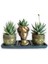 Haworthia 3'lü Sukulent Seti | Helen Gold Serisi 1