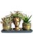 Haworthia & Echeveria & Rhipsalis 3'lü Sukulent Seti | Helen Gold Serisi 1