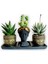Haworthia 3'lü Sukulent Seti | Helen Siyah & Gold Seri 1