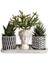 Haworthia & Rhipsalis 3'lü Sukulent Seti | Helen Beyaz & Desenli Seri 1