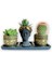 Kaktüs & Haworthia & Echeveria 3'lü Sukulent Seti | Helen Siyah & Gold Seri 1