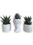 Haworthia 3'lü Sukulent Seti | Helen Beyaz Seri 1
