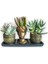 Echeveria & Rhipsalis 3'lü Sukulent Seti | Helen Gold Serisi 1