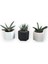 Haworthia & Gasteria 3'lü Sukulent Seti | Siyah & Beyaz Seri 1
