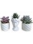 Haworthia & Echeveria 3'lü Sukulent Seti | Helen Beyaz Seri 1