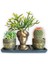 Kaktüs & Sedum & Rhipsalis 3'lü Sukulent Seti | Helen Gold Serisi 1
