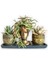 Kaktüs & Echeveria & Rhipsalis 3'lü Sukulent Seti | Helen Gold Serisi 1