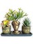 Haworthia & Haworthia Kiwi & Rhipsalis 3'lü Sukulent Seti | Helen Gold Serisi 1