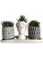 Haworthia 3'lü Sukulent Seti | Helen Beyaz & Desenli Seri 1