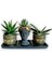 Haworthia & Gasteria 3'lü Sukulent Seti | Helen Siyah & Gold Seri 1