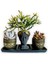 Echeveria & Rhipsalis & Sedum 3'lü Sukulent Seti | Helen Siyah & Gold Seri 1