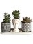 Crassula& Echeveria 3'lü Sukulent Seti | Helen Beyaz & Desenli Seri 1