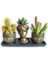 Kaktüs & Haworthia 3'lü Sukulent Seti | Helen Gold Serisi 1