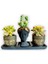 Sedum & Haworthia Kiwi 3'lü Sukulent Seti | Helen Siyah & Gold Seri 1