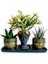 Haworthia Zebra & Haworthia & Rhipsalis 3'lü Sukulent Seti | Helen Siyah & Gold Seri 1