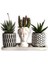 Haworthia & Huernia 3'lü Sukulent Seti | Helen Beyaz & Desenli Seri 1
