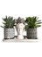 Echeveria & Sedum 3'lü Sukulent Seti | Helen Beyaz & Desenli Seri 1