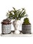 Echeveria & Rhipsalis 3'lü Sukulent Seti | Helen Beyaz & Desenli Seri 1