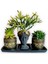 Sedum & Rhipsalis 3'lü Sukulent Seti | Helen Siyah & Gold Seri 1
