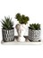 Haworthia & Echeveria & Sedum 3'lü Sukulent Seti | Helen Beyaz & Desenli Seri 1