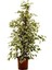 Alaca Yapraklı Benjamin 60 cm 1