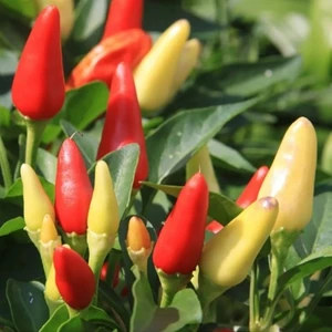 Çermik Fidancılık Batem Alpçelik Yediveren Biber Tohumu Acı10 gr