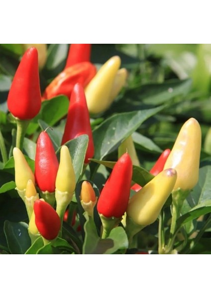 Batem Alpçelik Yediveren Biber Tohumu Acı10 gr