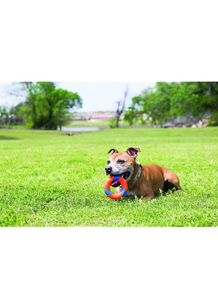 ! Ultra Ring Köpek Oyun Halkası modelleri