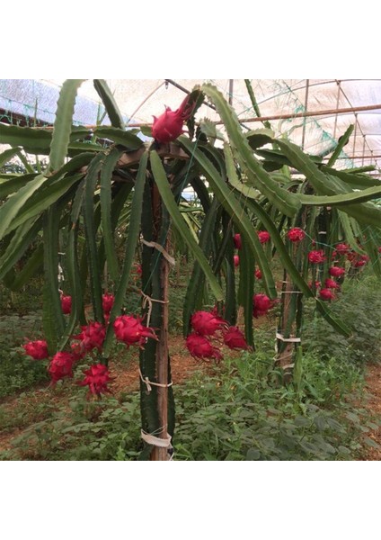 6 Adet Köklü Pitaya Fidesi Seti (Açık Kök)