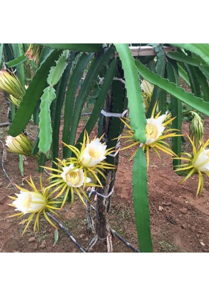 6 Adet Köklü Pitaya Fidesi Seti (Açık Kök)