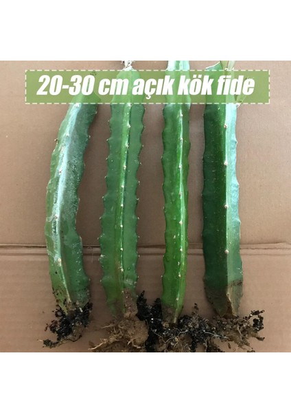 6 Adet Köklü Pitaya Fidesi Seti (Açık Kök)