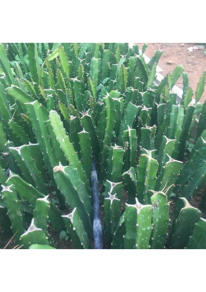 6 Adet Köklü Pitaya Fidesi Seti (Açık Kök)