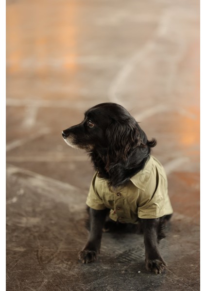 Küçük ve Orta Irk Haki Gömlek Collar