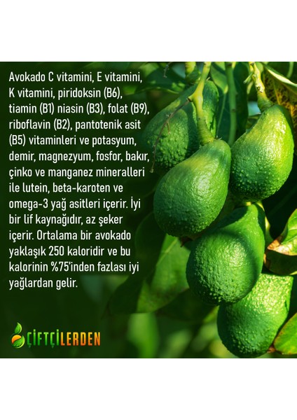 Alanya   Avokado 1 kg