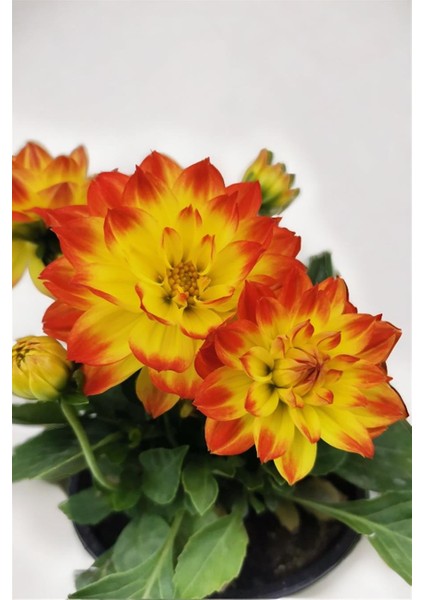 Yıldız Çiçeği Dahlia Sarı Kırmızı