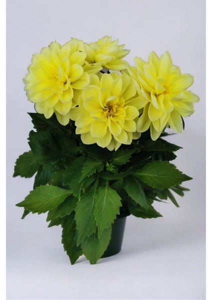Yıldız Çiçeği Dahlia Sarı