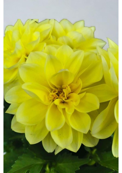 Yıldız Çiçeği Dahlia Sarı