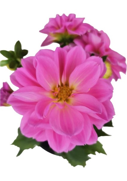 Yıldız Çiçeği Dahlia Pembe