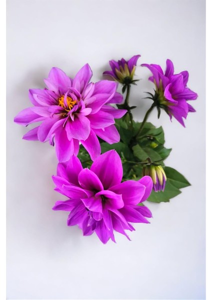 Yıldız Çiçeği Dahlia Mor